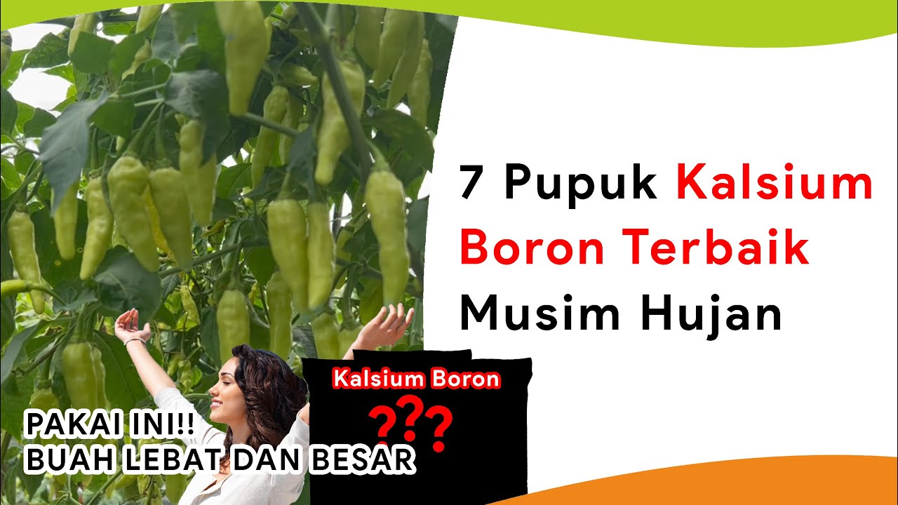 7 Pupuk Kalsium Boron, Pelebat Buah dan Pencegah Penyakit Musim Hujan