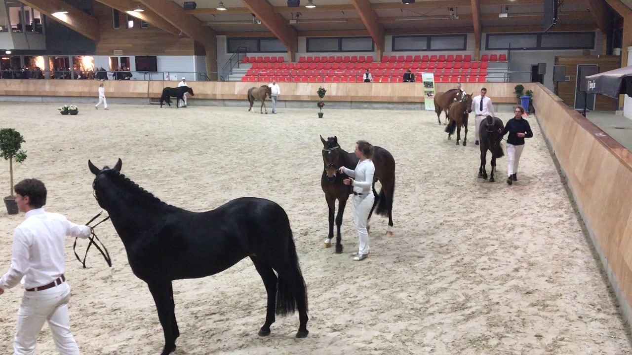 Nieuwe jaargang New Forest hengsten HK 2017