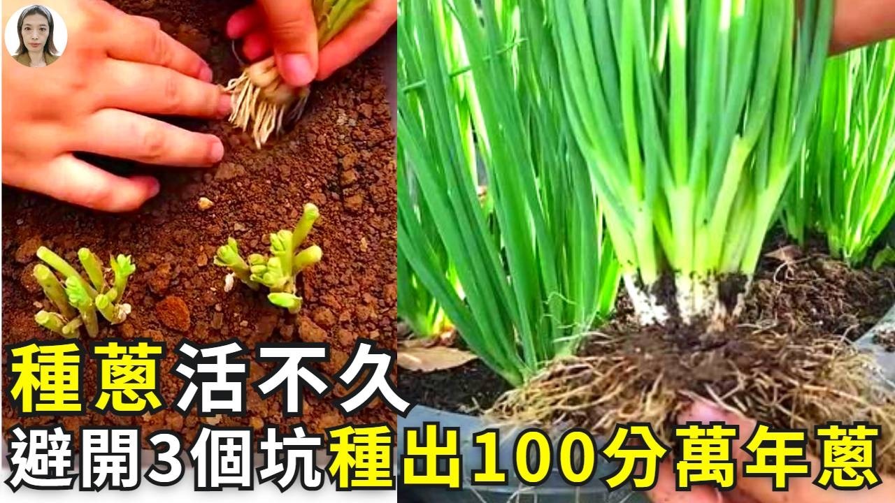 家裏種蔥早衰，罪魁禍首有3個，第一個最坑人，怪不得一剪就沒！|花花世界