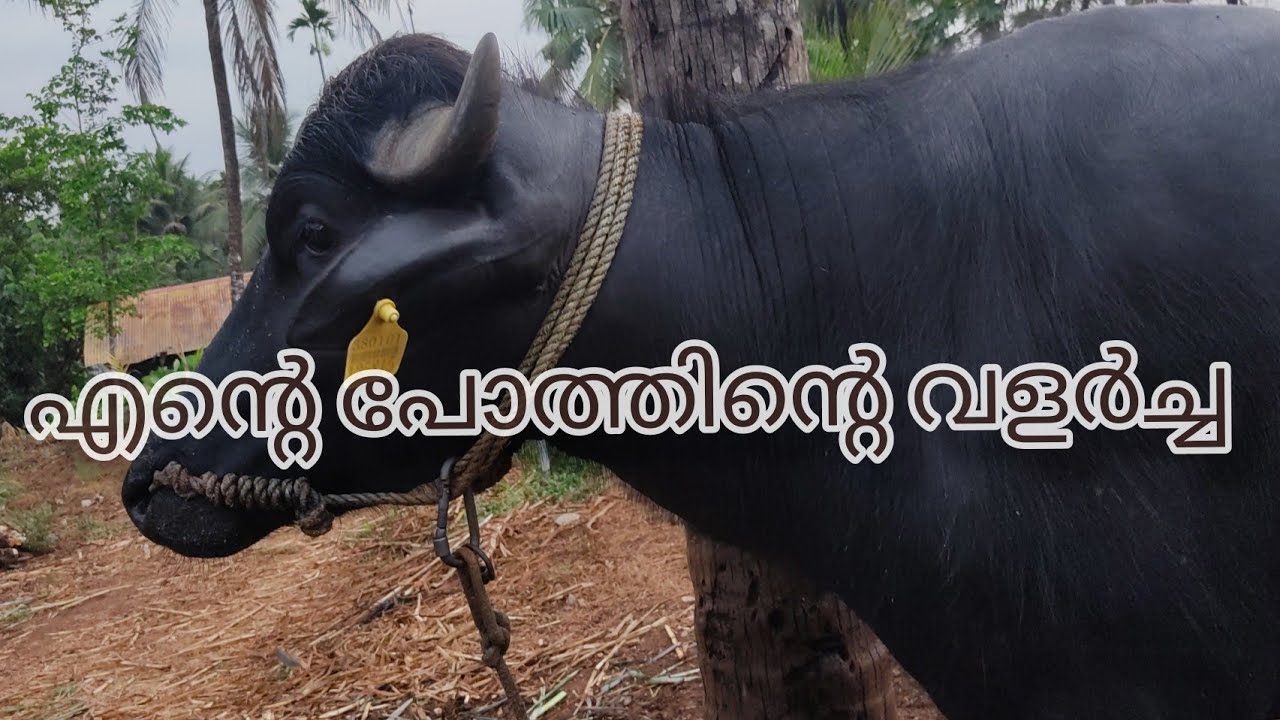 എന്റെ പോത്തിന്റെ വളർച്ച |poth valarthal |buffalo farming |buffalo malayalam | pothu valarthal