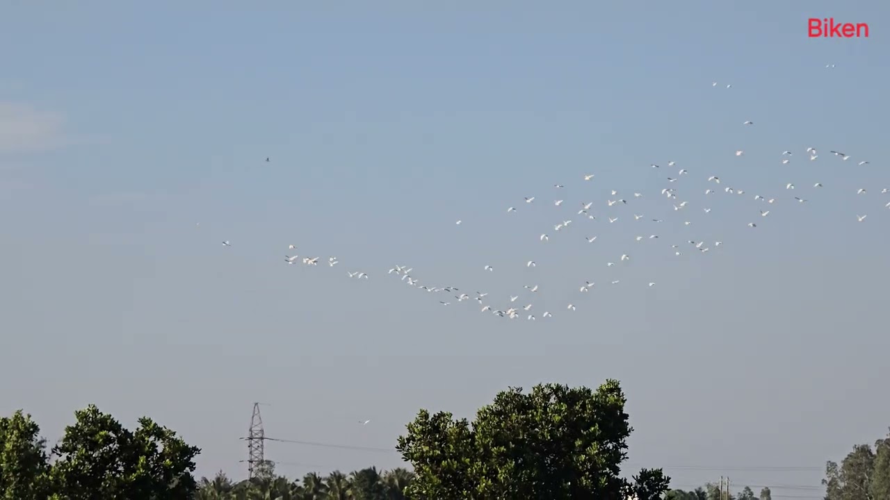 Урожай собран 🛣🕊️🐦🌾