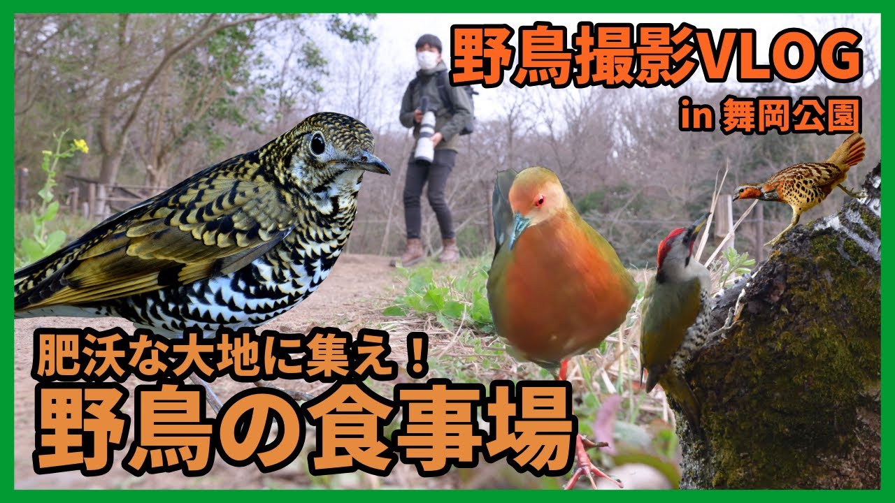 野鳥撮影Vlog「村時雨 意にせず辿る 沃野かな」 | 初めての舞岡公園を歩く | トラツグミ、ヒクイナ、アオゲラ、コジュケイなど| Birding in Japan shot on SONY α1
