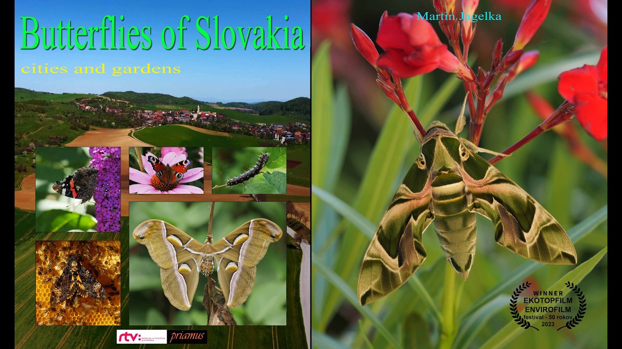 Butterflies of Slovakia - Cities and gardens