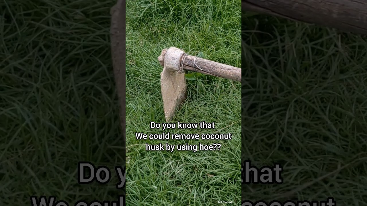 DO YOU KNOW THAT WE COULD REMOVE COCONUT HUSK BY USING HOE?? #shorts @rrchannel6665​