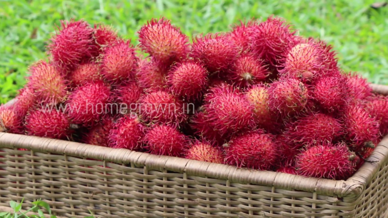 റംബുട്ടാൻ : പൂവിടിൽ മുതൽ വിളവെടുപ്പ് വരെ