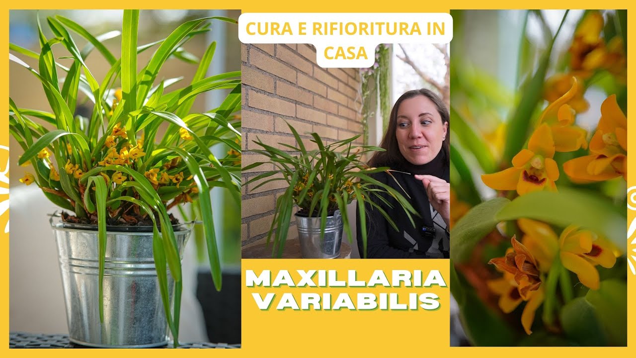Maxillaria variabilis yellow. Cura coltivazione e rifioritura