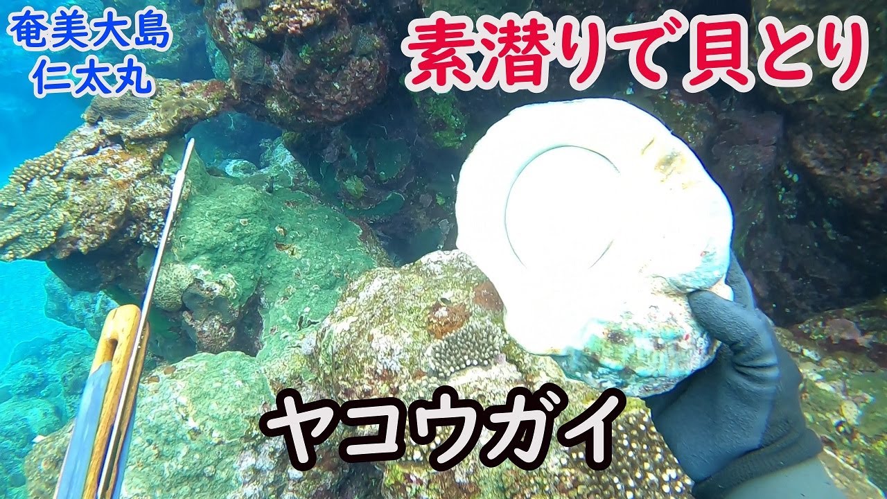 【ヤコウガイも！】素潜りで貝採り！【仁太丸】