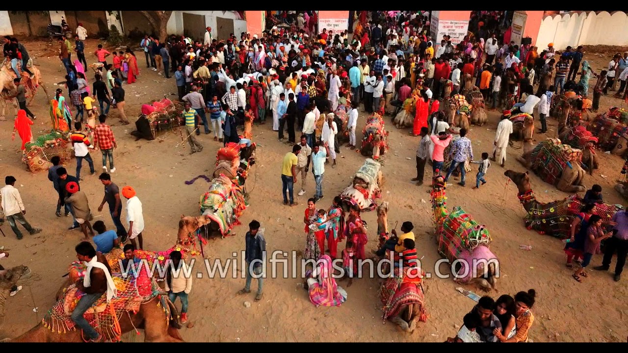 Pushkar Mela : aerial view of camel fair in Rajasthan