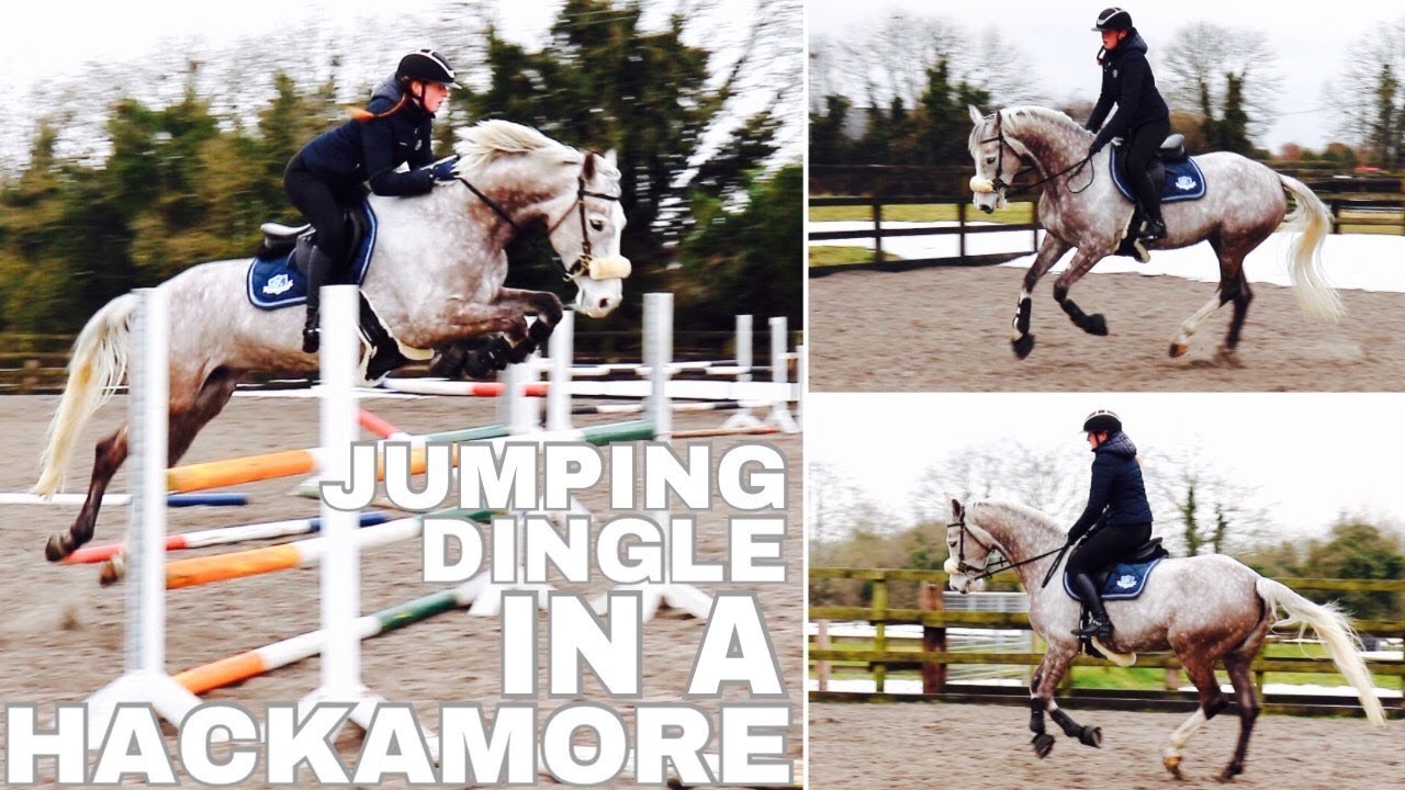 JUMPING DINGLE IN A HACKAMORE