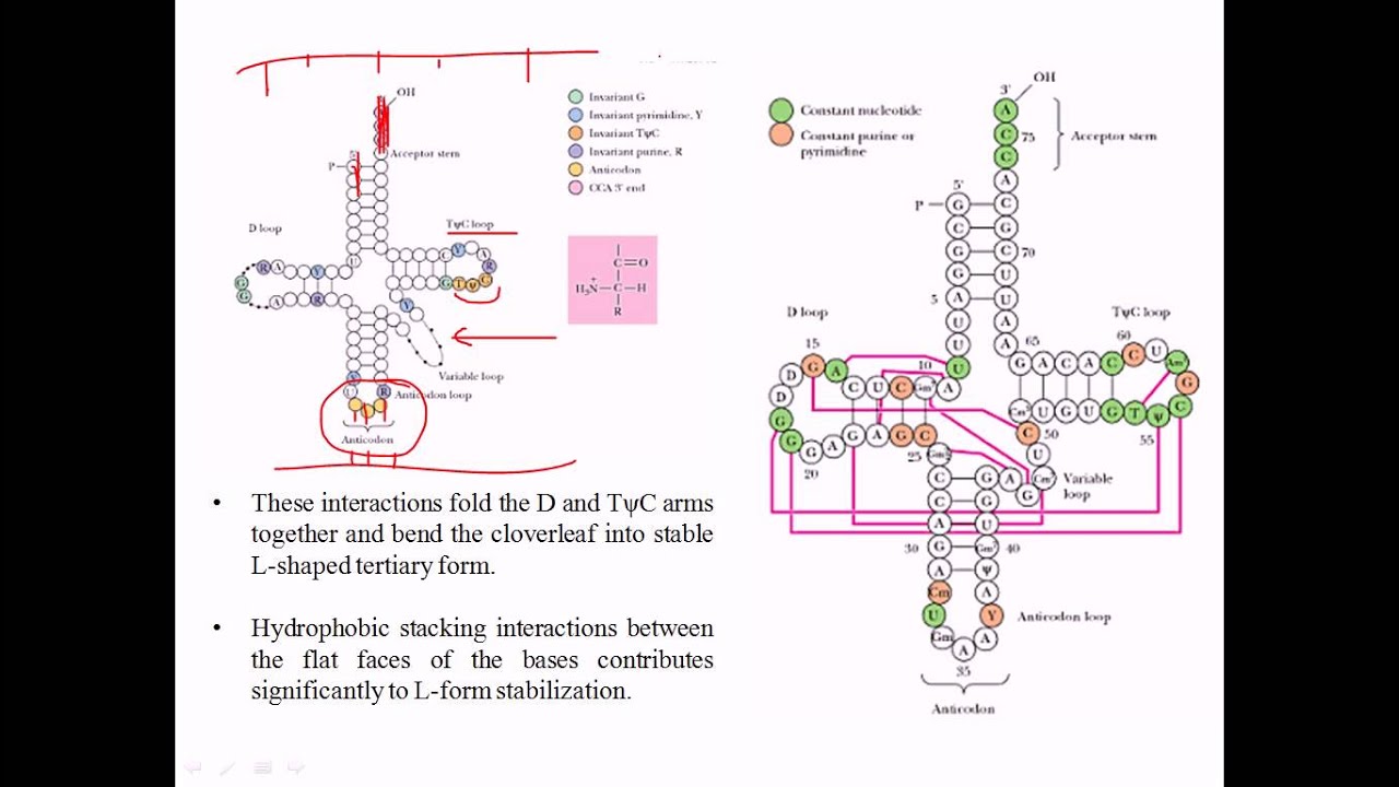 Structure of tRNA