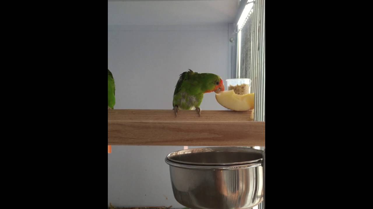 Agapornis Pullarius eating Apple