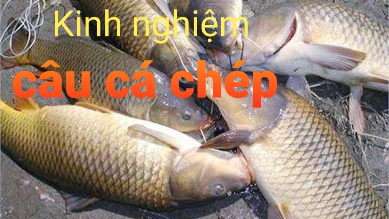Chia sẻ kỹ thuật câu và cách chọn điểm câu cá chép