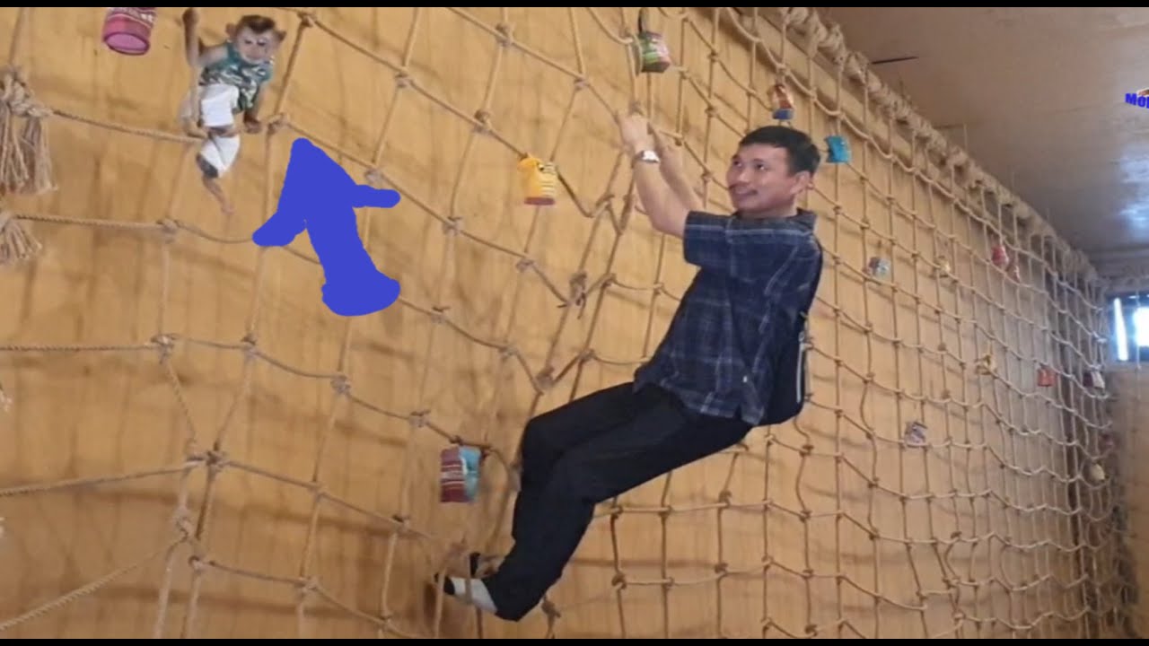 Monkey Sam | falling from a height of ten meters really broke Khai's heart