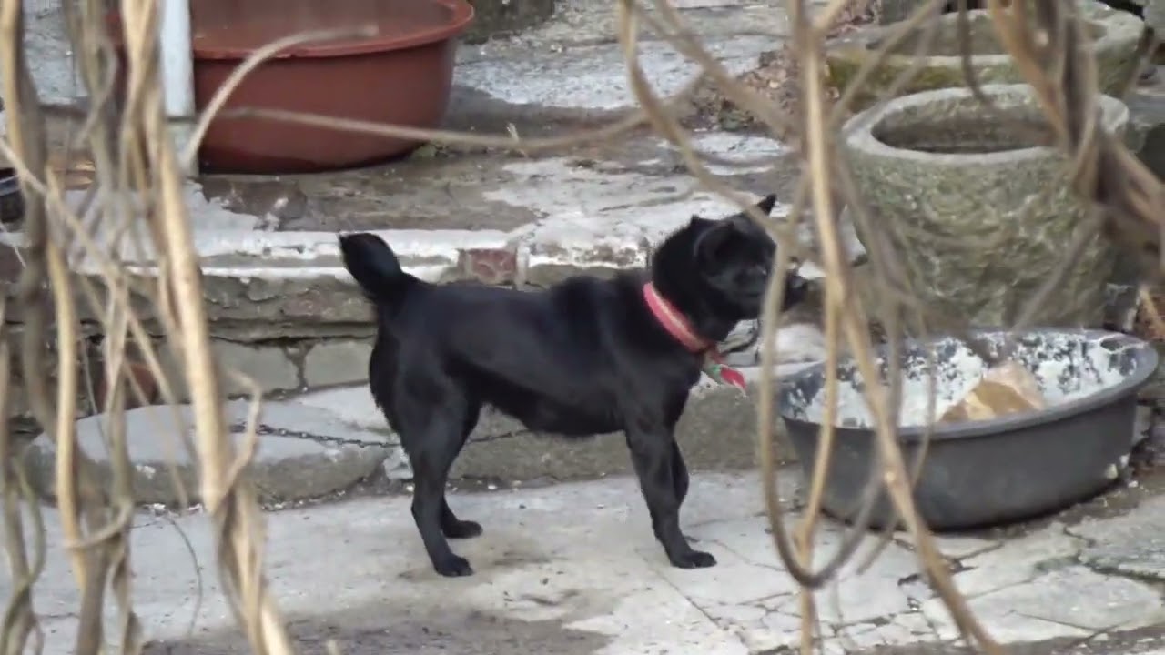 산골에 사는 귀여운 강아지...cute dog...North Jeolla Province( 전라북도 全羅北道 ) . Jeonju . KOREA