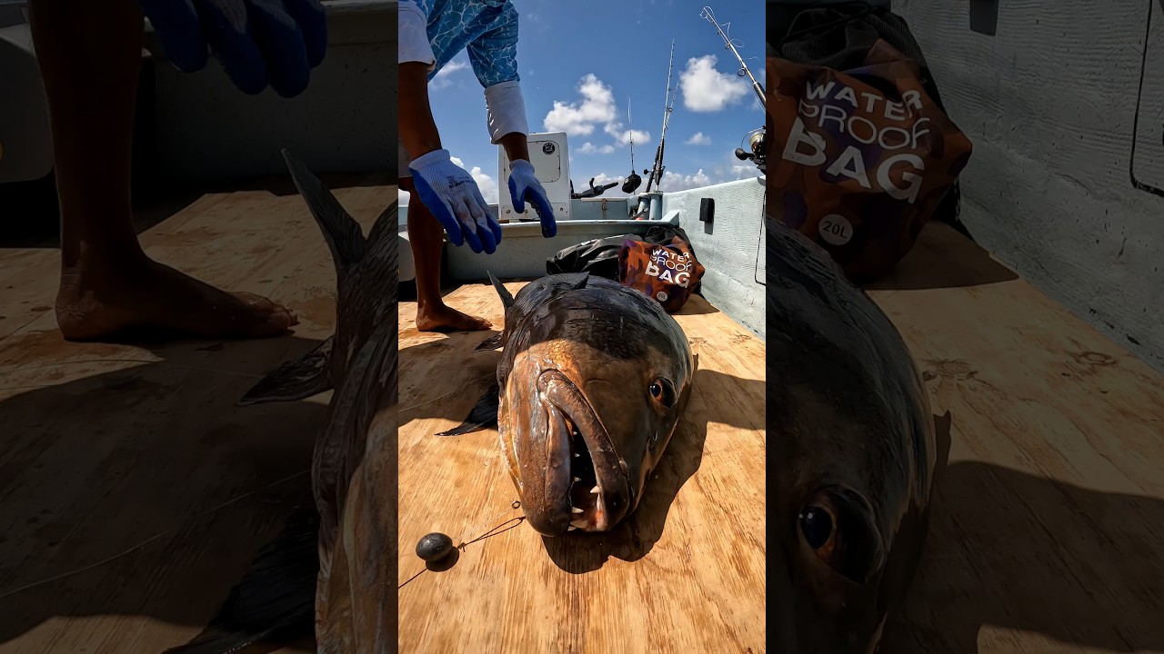 Pesca de una gran cubera con línea de mano 🤙🏾 