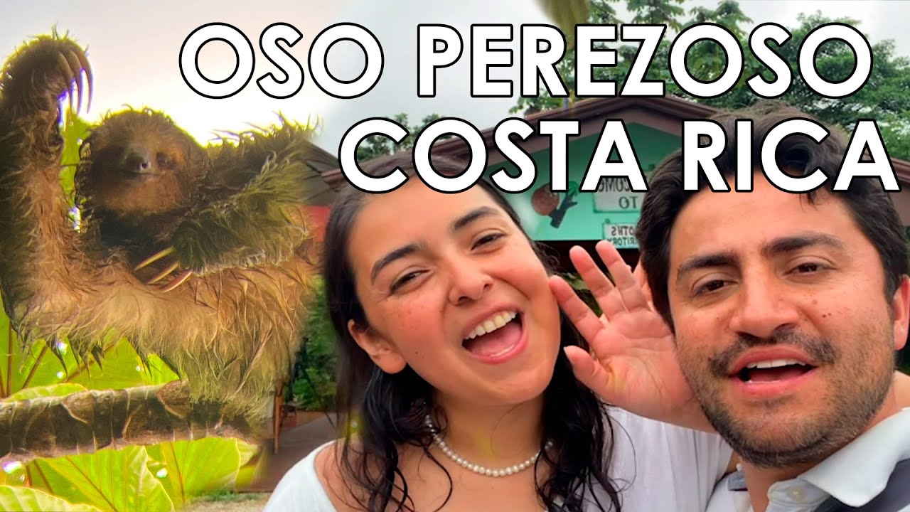 🇨🇷 Ver Osos Perezosos en COSTA RICA  que tan fácil es