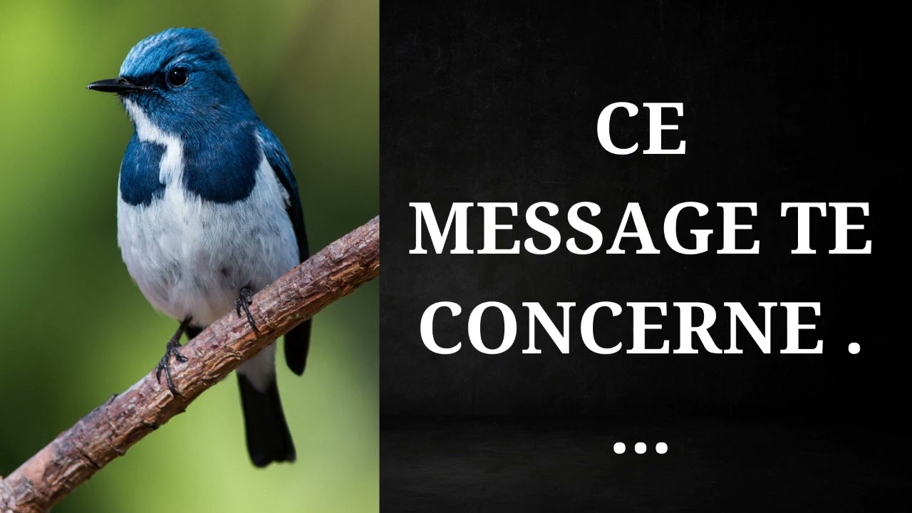 Un oiseau mystérieux porte un message... Et il est directement adressé à vous!
