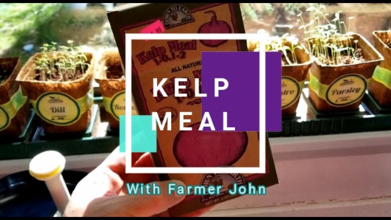 Kelp Tea: Helping Plants with some Kelp Meal