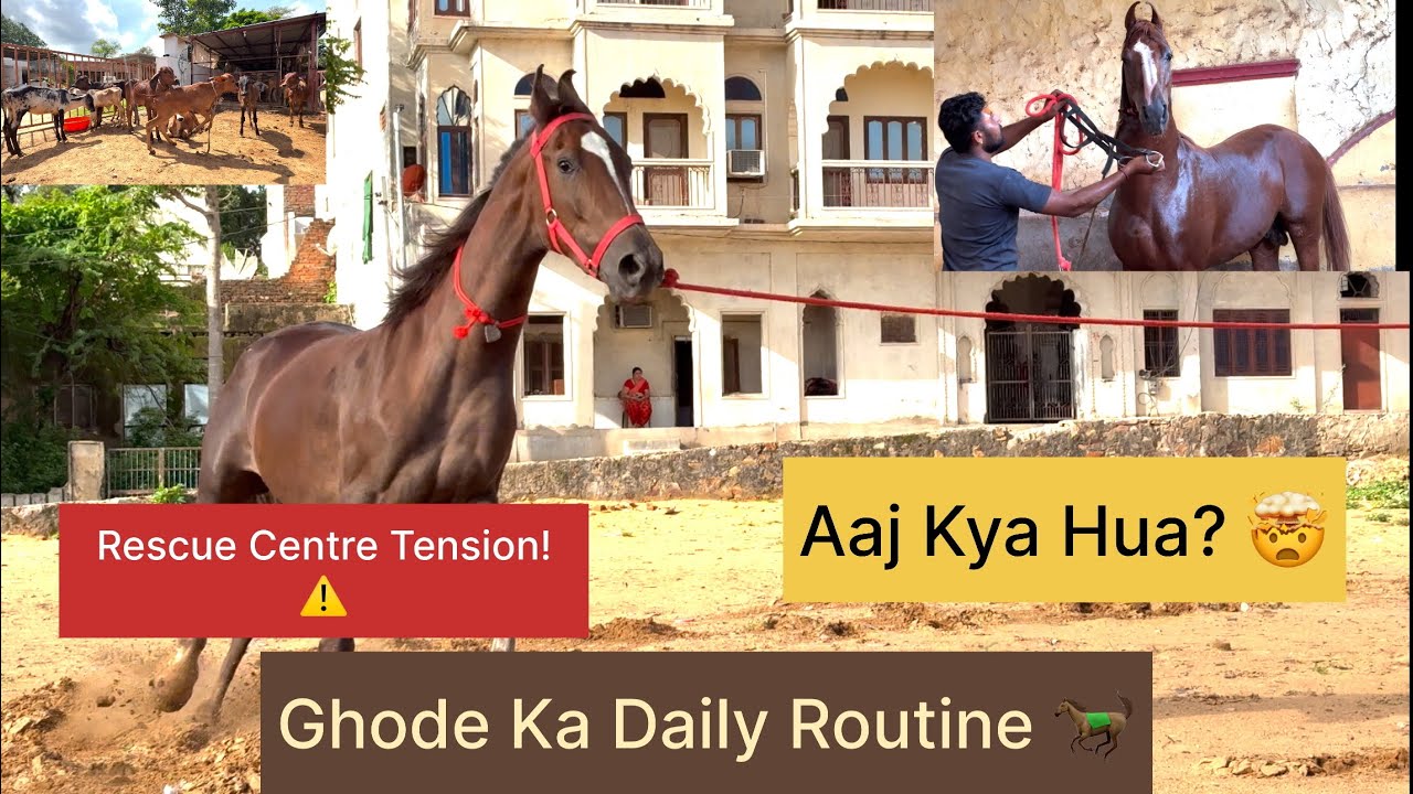 Marwari Horse Daily Life 🐎 | Rescue Centre Mein Aayi Nayi Museebat 😱🚨 #horsecare #rescueanimals 