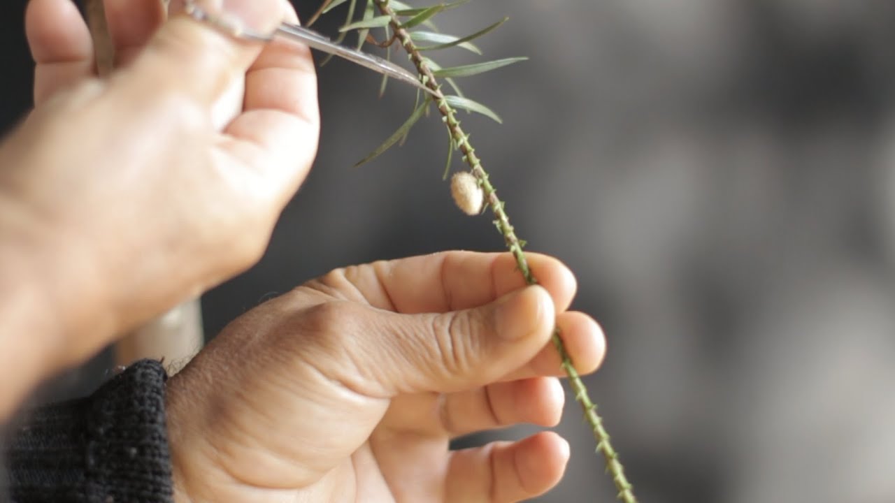 Bonsai de Araucária - Bosque (Araucaria angustifolia) vídeo 10