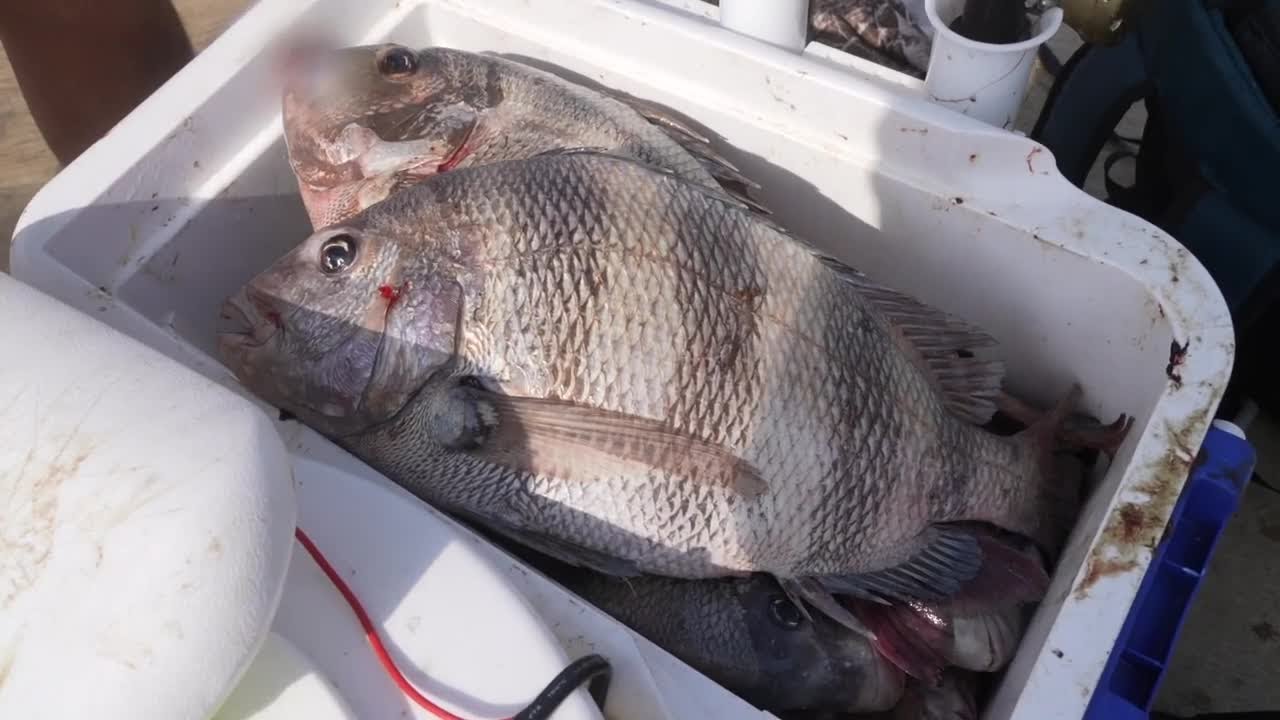 New Bob Hall Pier becomes top fishing destination for South Texas anglers