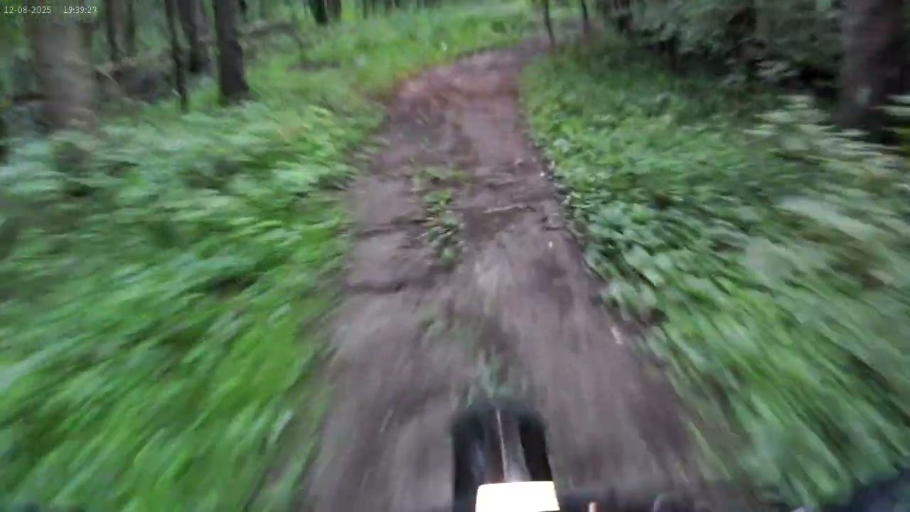 Лес на куго 300
