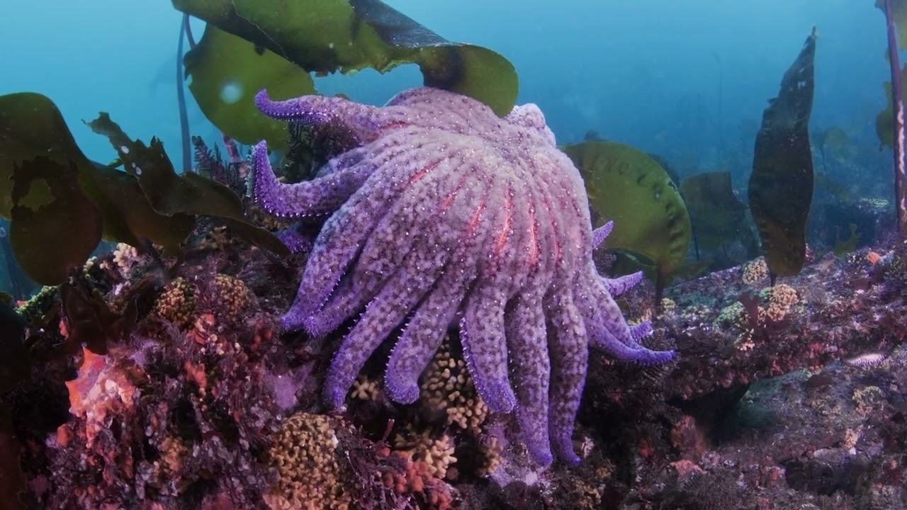 Fighting seastar disease via genomics