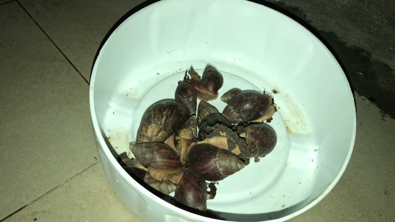 Catching Snails in the backyard at night