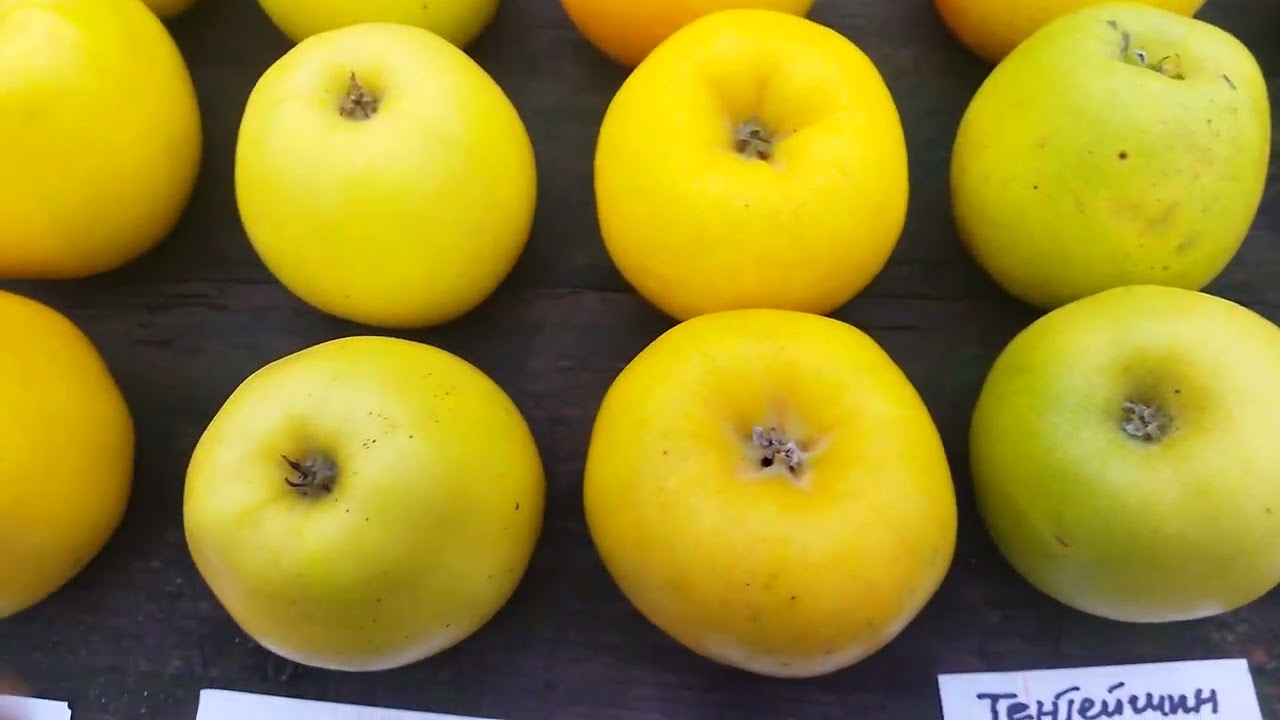 Продам живці для щеплення.