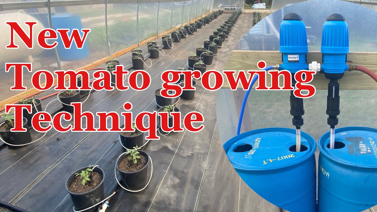 New Tomato growing strategy | Fall indeterminate tomato experiment