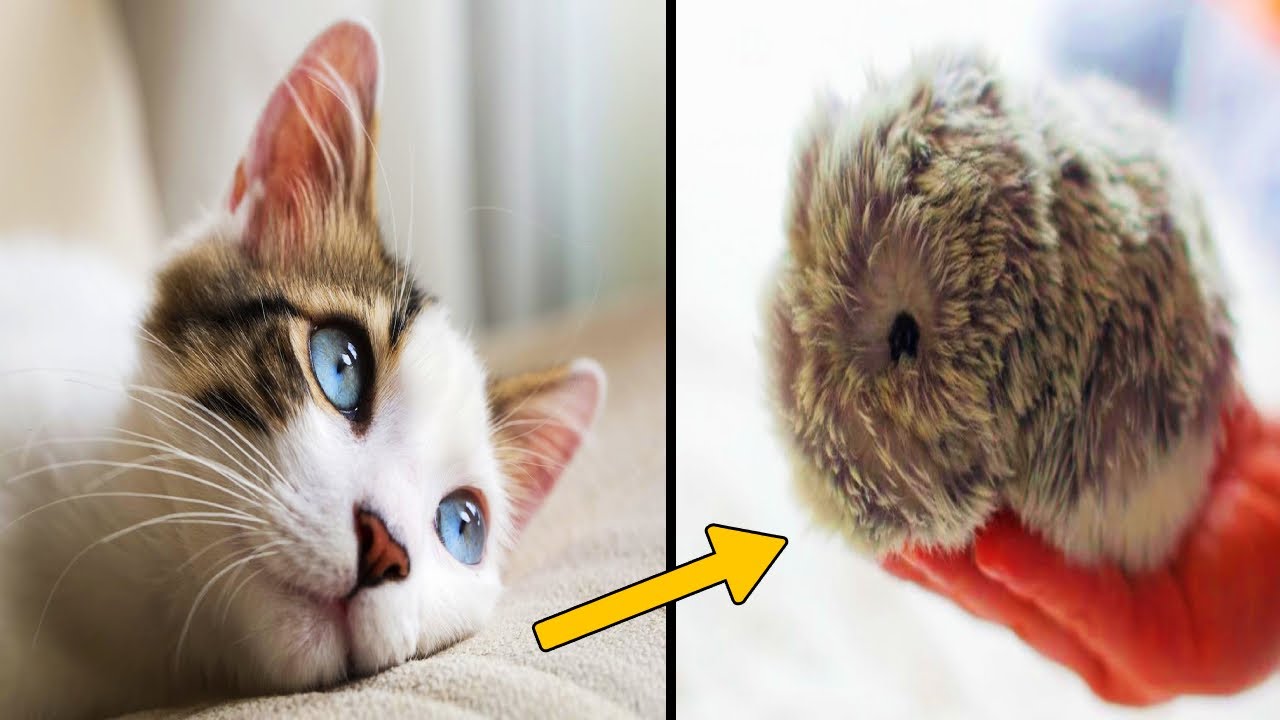 LATEST TECHNOLOGY INVENTION 2020 : MOFLIN | An AI Pet Robot with Emotional Capabilities