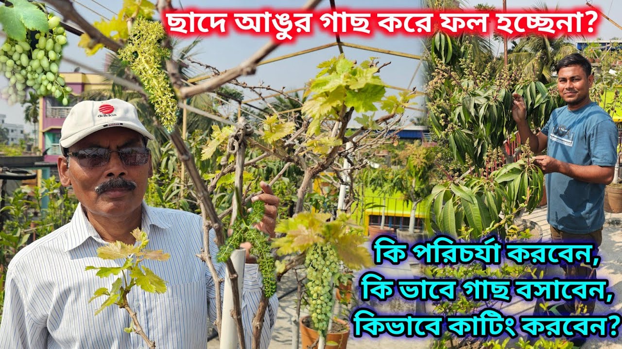 দূর্গানগরের আঙুরের ছাদবাগান | প্রচুর আঙুর আম ও লেবুর জাতে ফলের গাছে ফল ফলছে।