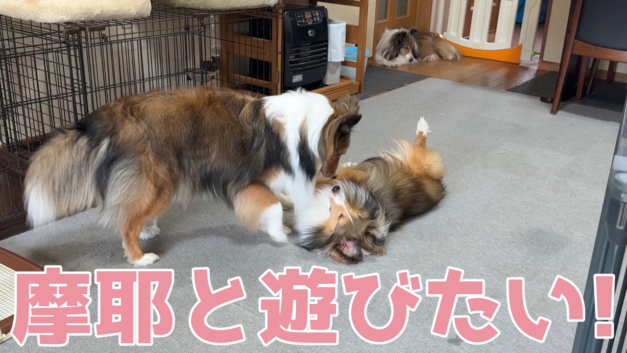 【シェルティ】摩耶と遊びたい✨【天龍くん合宿中】