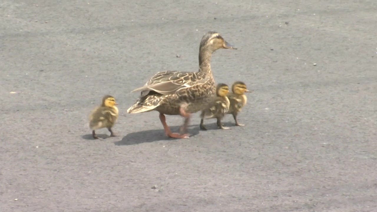 Three ducklings rescued from Springfield storm drain
