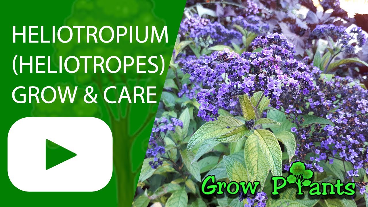 Heliotropium - grow & care (Heliotrope)