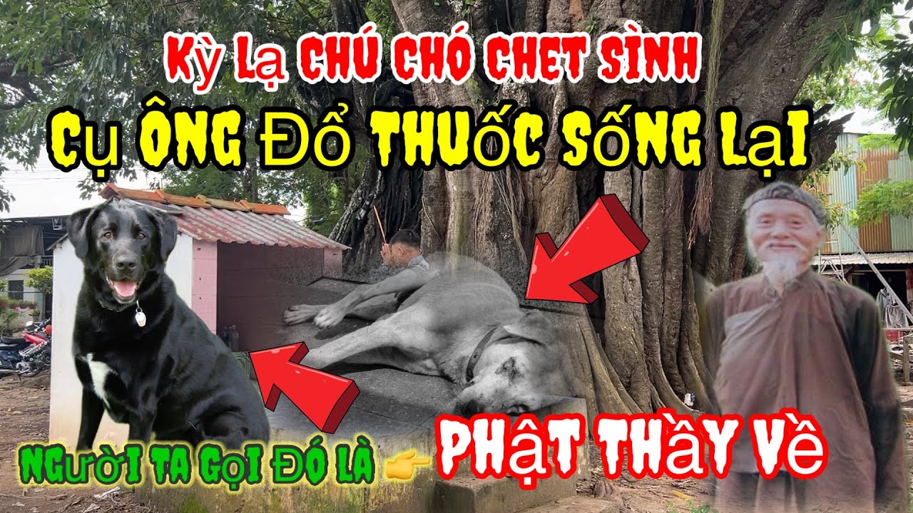 Kỳ Lạ chú Chó Chét Sình 👉 cụ Ông đổ Nước Sống lại- người ta gọi Phật Thầy về Chùa Xẻo Môn | Châu