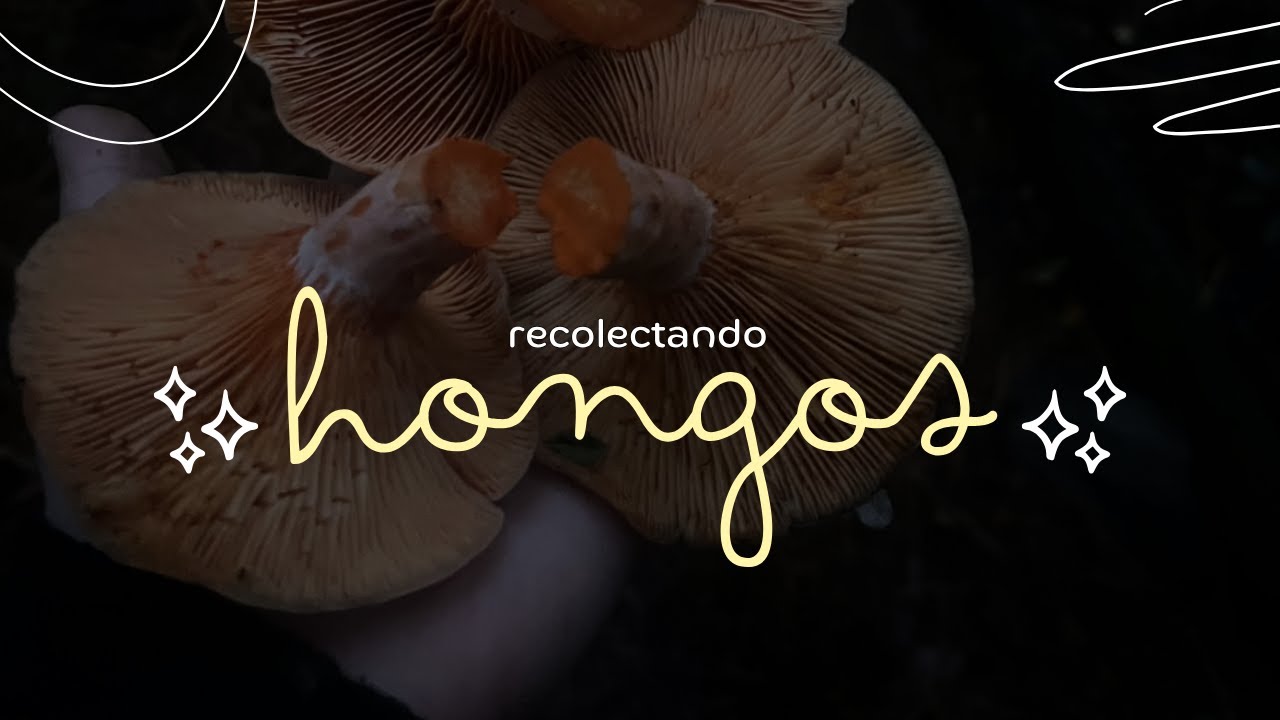 VLOG RECOLECTANDO N&Iacute;SCALOS 🍄&zwj;🟫 | Oto&ntilde;o 2025, Chile 🍁