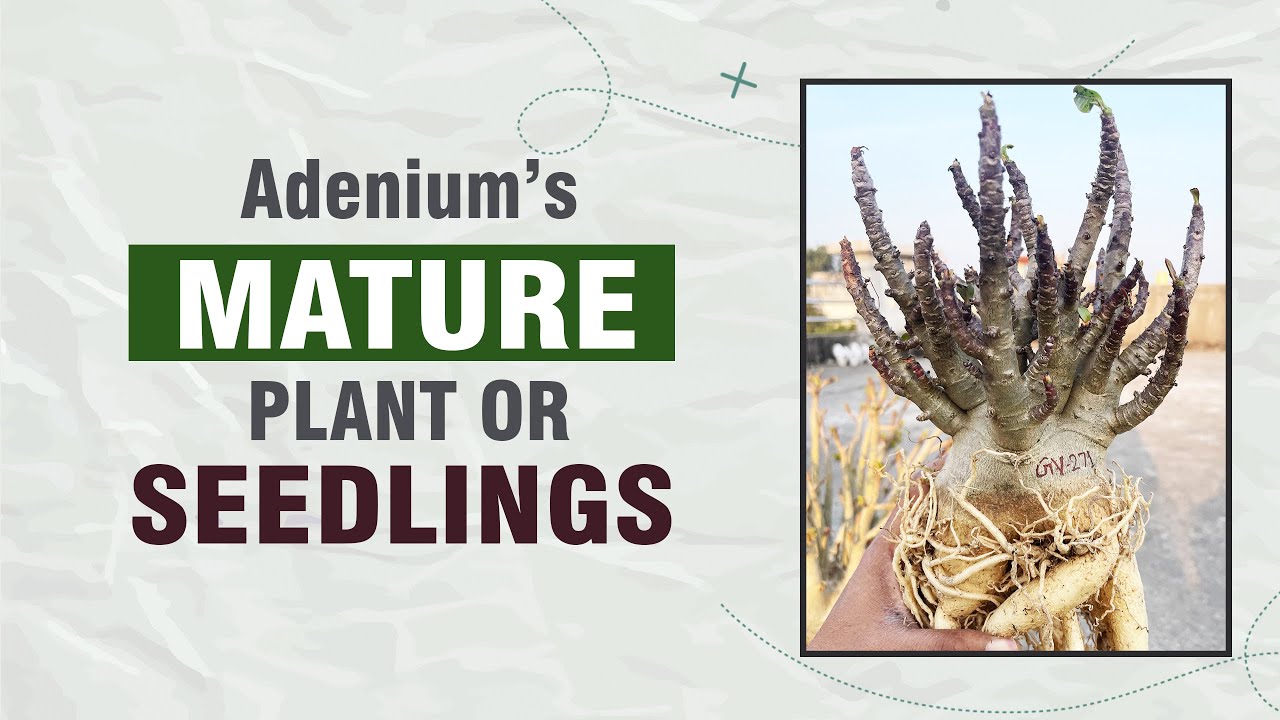 अरेबिकम सीडलिंग खरीदें या मैच्योर प्लांट | Seedlings or mature plnat | Adenium Republic Sale is Live