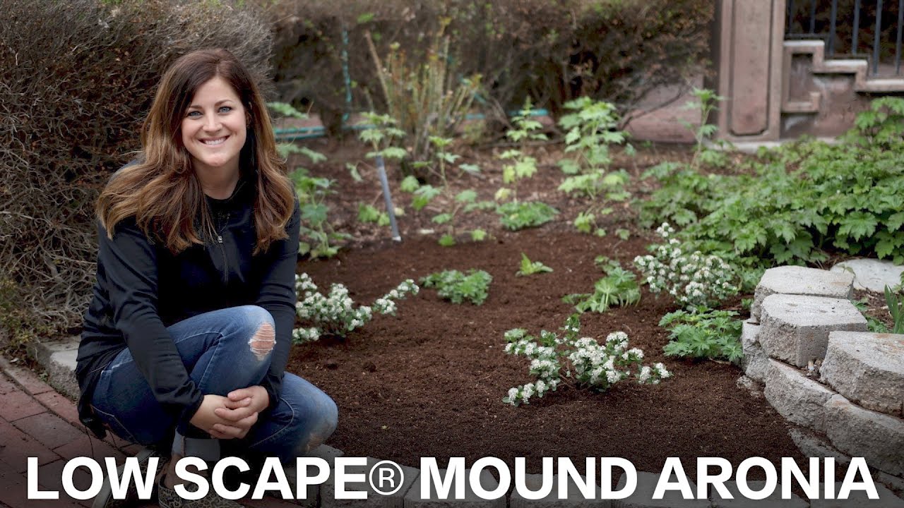 Low Scape® Mound Aronia | Four-Season Groundcover Shrub by Proven Winners