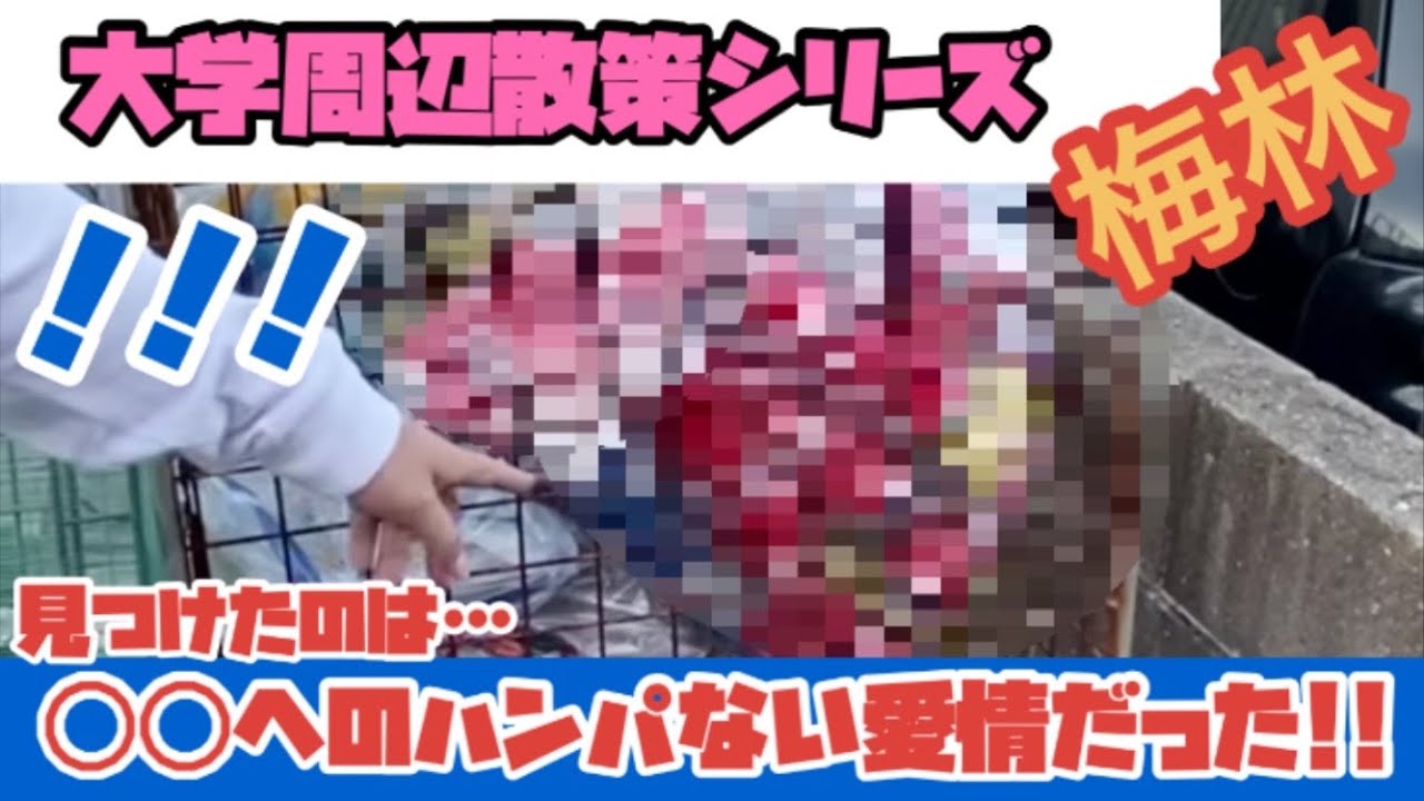 【福岡大学】梅林エリアをゆる歩きで紹介！