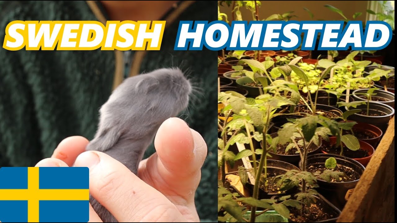 SWEDISH HOMESTEAD - Progress is being made with rabbits, chickens and plants! 🇸🇪