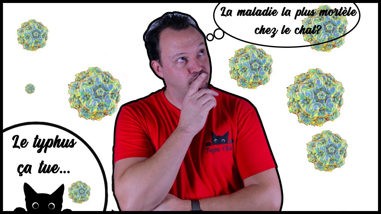 TOUT SAVOIR sur le TYPHUS du chat