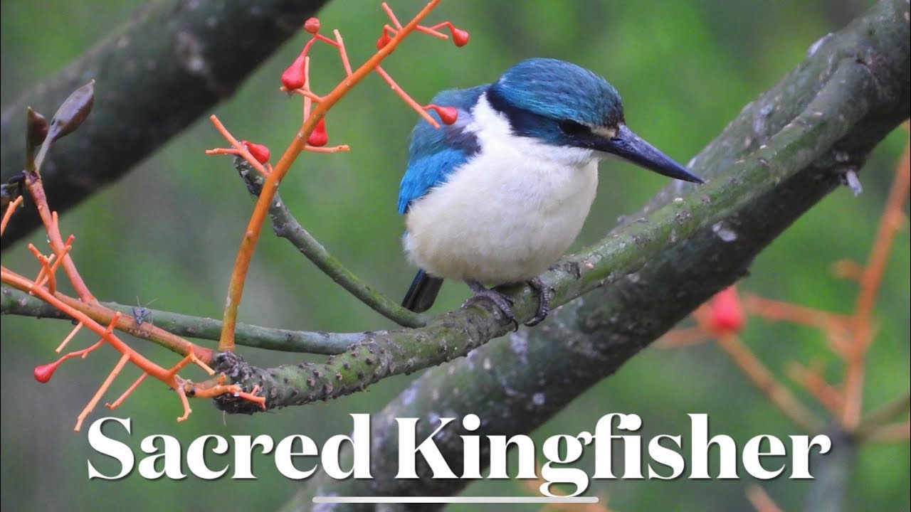 Sacred Kingfisher, Birdwatching, Australia 
