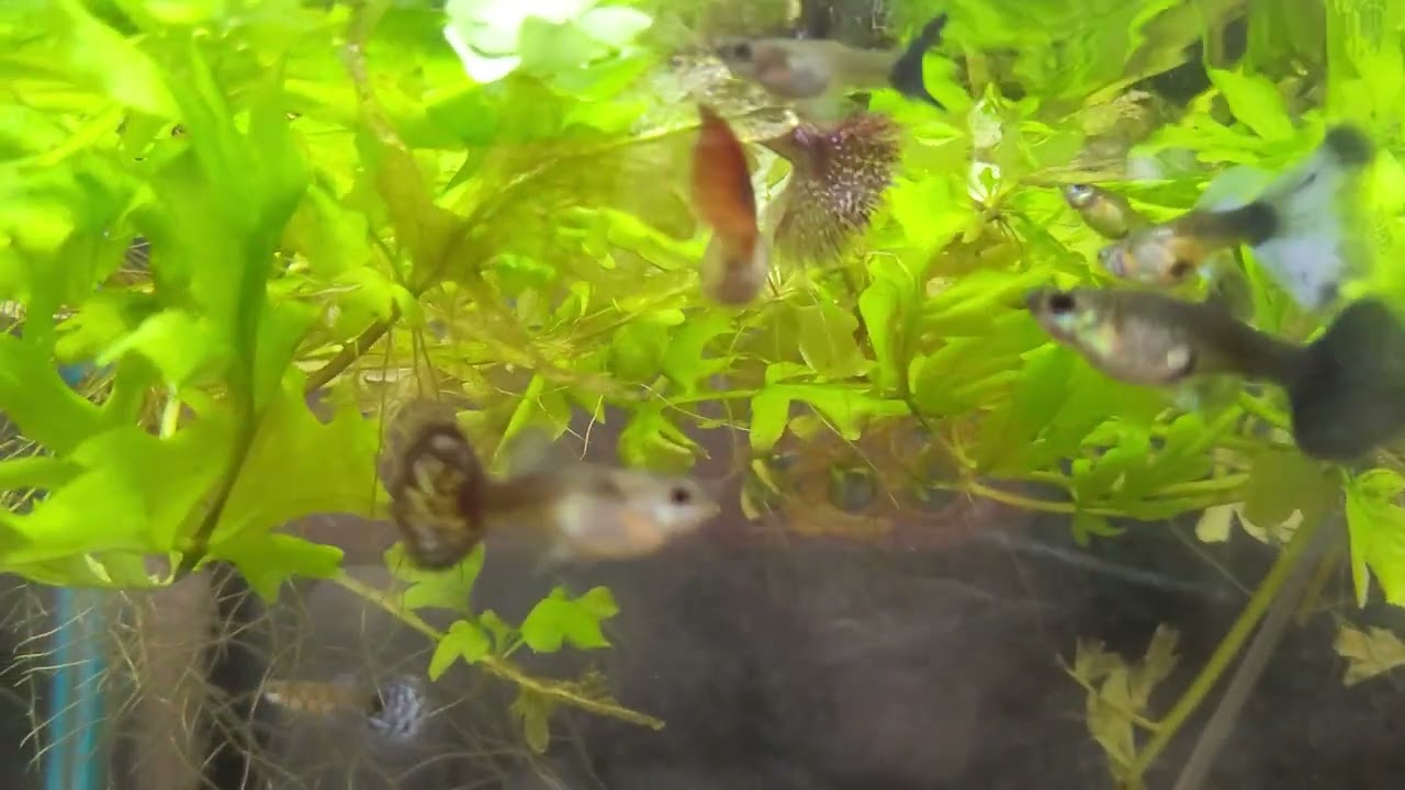 GUPPYS VAMOS VER, LINHAS NOVAS, DIVERSOS, DICAS E MUITO PEIXE 🐟 🐟 🐟 🤠👍🦈🇧🇷