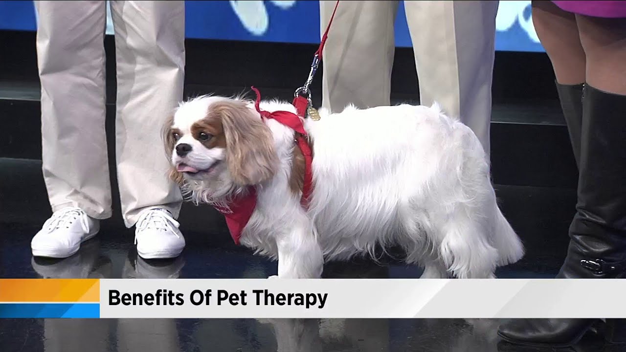 Benefits of Pet Therapy