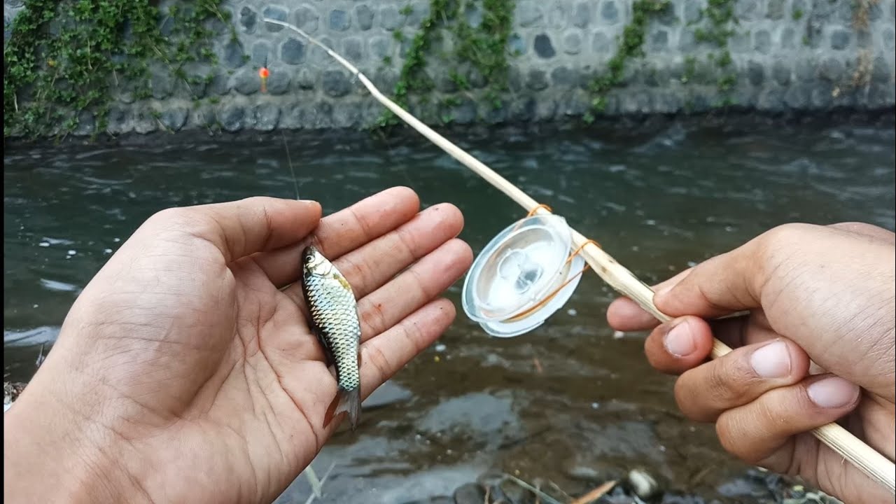 Mancing wader membuat joran dan umpan racikan wader