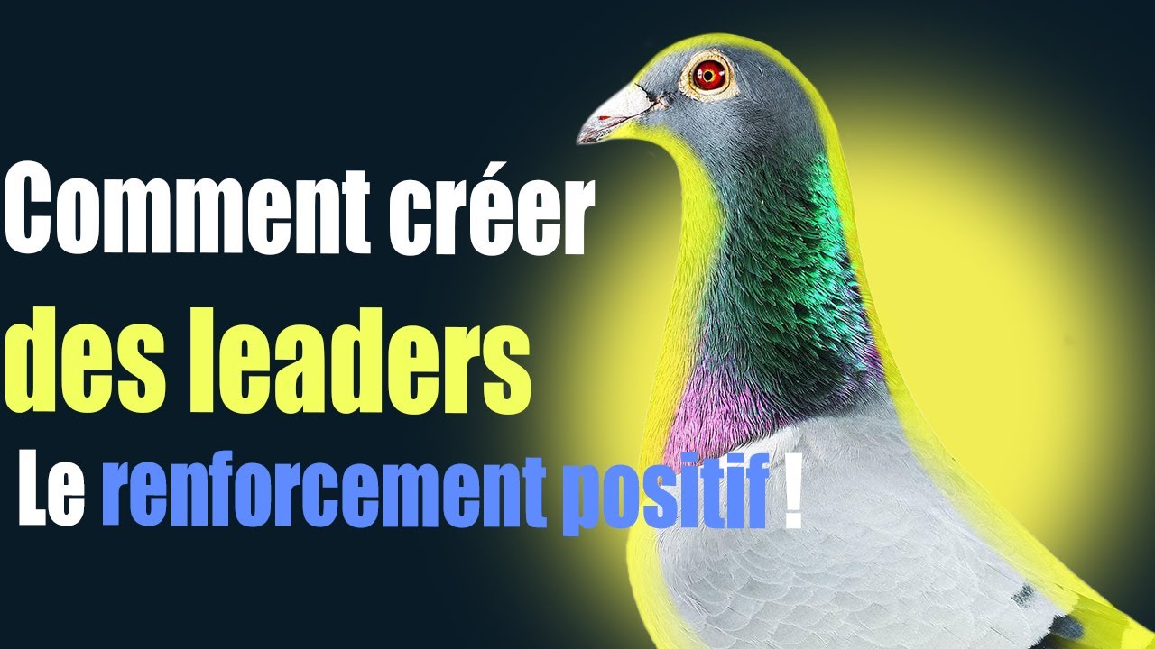 Former des pigeons leaders : La méthode du renforcement positif ! 💪🕊️