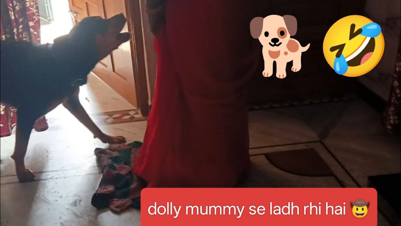 Dolly mummy se ladh rhi hai 🐕🤣🫣#youtube #video #rottweiler #dog#lover 