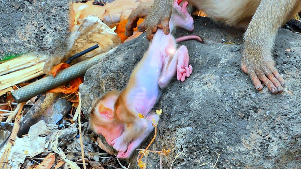 Oh No! Mama ROSITA Quickly Adjusts Baby ROSCO After a Small Slip 🐒💛.