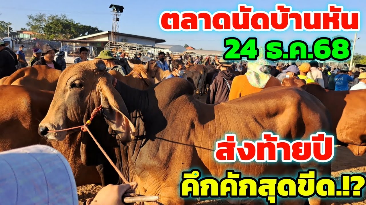 ราคาวัววันนี้‼️24 ธ.ค.68 ตลาดนัดบ้านหัน คึกคักสุดขีด ส่งท้ายปี ออกดีเป็นเทน้ำเท่ท่า